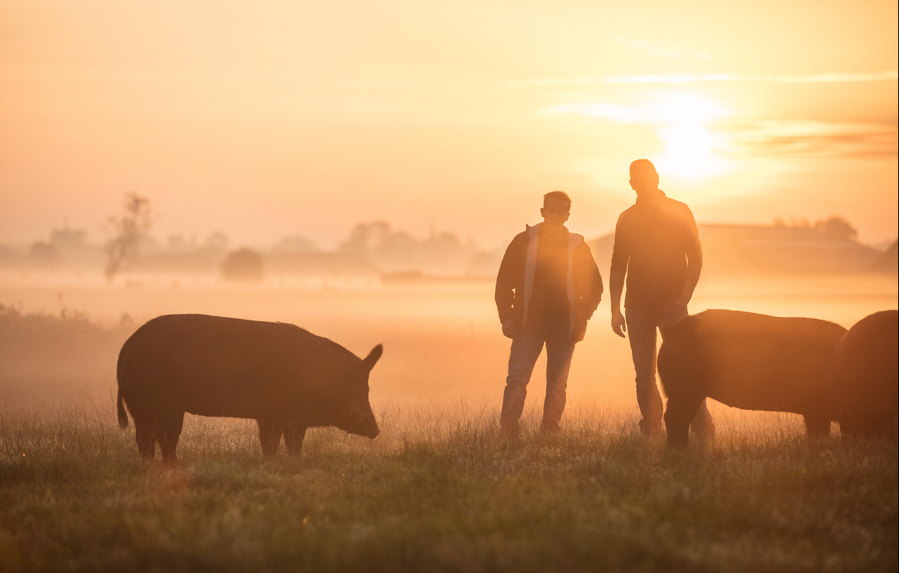 Le porc Ménapien