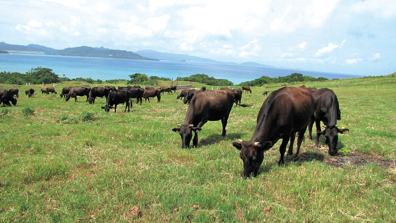 Wagyu: the art of the finest beef